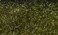 Hareline Fly Tying Ice Dub95 UV Dark Olive