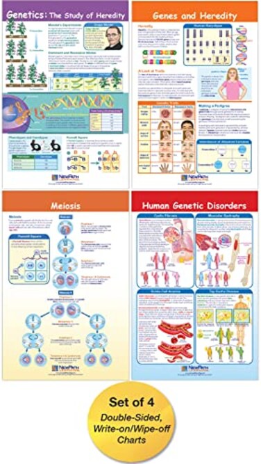 NewPath Learning - 94-7003 Genetics Bulletin Board Chart Set ,Pack of 4