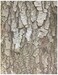 Roylco Terrific Tree Craft Paper ,32 Sheets