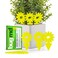 BugMD Yellow Sticky Bug Traps for Plants, 12 Pack