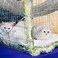 Jetec 2 Pack Cat Hammock for Cage, Cat and Plaid, L