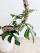 Mossify Bendable Moss Pole, 16'' Monstera