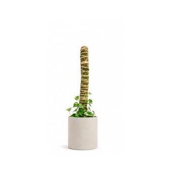 Mossify Bendable Moss Pole, 16'' Monstera