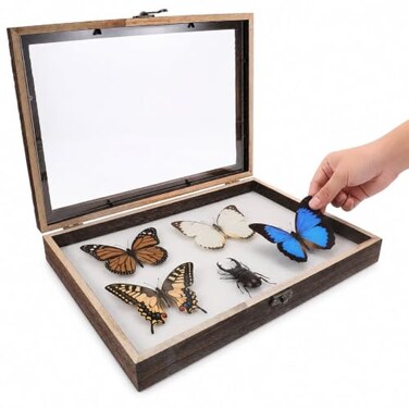Cabilock Wood Insect Display Case, Clear Shadow Box for Butterfly Specimens