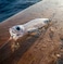 X-Rap Magnum Xplode 130