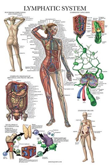 Palace Learning Laminated Lymphatic System Anatomical Poster - Lymphatic Anatomy Chart - 18" x 24