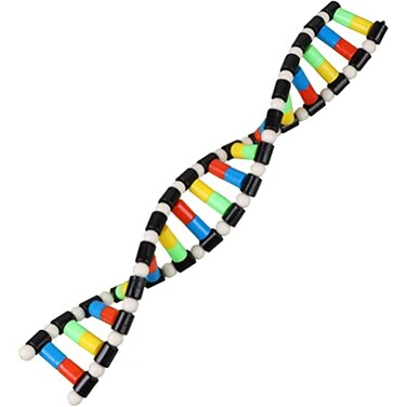 iplusmile DNA Double Helix Structure Models Kit Biological Science Popularization Teaching Aid for DNA Assembling, Educational Learning for School Student
