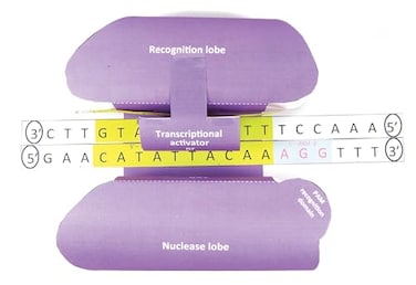 NewPath Learning CRISPR 3-D Paper Model Making Kit - Individual Student Edition (17-7717