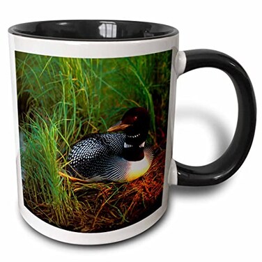3dRose Minnesota, Common Loon Bird, Leech Lake 11oz Two-Tone Black Mug