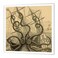 3dRose Gigantic Colossal Octopus 10x10 Iron on Heat Transfer for White Material