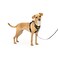 PetSafe Easy Walk Comfort No Pull Dog Harness, Black, Extra Small
