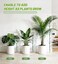 Homebros Plant Support Stakes, Stackable Plant Support Poles, Green, 6 Pcs