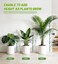 Homebros Plant Support Stakes, Stackable Plant Support Poles, Green, 6 Pcs