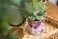 Silver Buffalo Peanuts Snoopy, Reactive Glaze Planter Pot