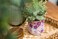 Silver Buffalo Peanuts Snoopy, Reactive Glaze Planter Pot
