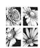 Stampers Anonymous Tim Holtz Cling Mount Stamps: Bold Botanicals - CMS462