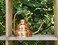 Achla Designs Deco Copper Watering Can, Copper, 1 Quart
