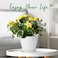 Ynnico 6 Inch Plant Pots 5 Pack Plastic Planters with Drainage & Saucers