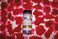 Pro-Cure Wizard Egg Cure, 12 Ounce, Double Neon Red