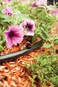 Rain Bird Bue10-25S Drip Irrigation Button Dripper/Emitter, 1 Gallon Per Hour, 25-Pack