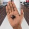 Koofizo 10 Pack Oil Rubbed Bronze Cabinet Knobs Square Single Hole Pull K09