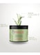 Mielle Rosemary Mint Strengthening Hair Strengthening Oil &amp; Masque Gift Set 340ml