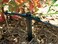 IRRIGATION DRIPPER: 2.0 GPH GBP EMITTER MAX PAK XB20 MAKE:RAINBIRD
