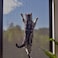 ACBAGI Window Screen Mesh Insect Mesh Screen Fly Mesh Roll Fly Mosquito Net Window Net Fly Screens Fiberglass Screen Mesh For Windows And Door (122X252cm, Black)