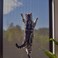 ACBAGI Window Screen Mesh Insect Mesh Screen Fly Mesh Roll Fly Mosquito Net Window Net Fly Screens Fiberglass Screen Mesh For Windows And Door (122X252cmx2Pcs, Black)
