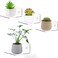 BIGIMALL 4 pcs Mini Floating Wall Shelves - Clear Acrylic Display Shelves for Plants and Decor