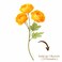 Luxury Artificial Yellow Ranunculus Flower Bunch - 3 Blooms for Modern Home Decor &amp; Dining Table Styling