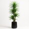 220cm Artificial Dracaena Reflexa Plant - Premium Tall Indoor Decor Tree for Home &amp; Office