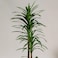 190cm Artificial Dracaena Reflexa Plant - Premium Tall Indoor Decor Tree for Home &amp; Office