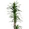 190cm Artificial Dracaena Reflexa Plant - Premium Tall Indoor Decor Tree for Home &amp; Office