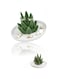 Cactus Ring Holder &amp; Aloe Jewelry Stand - Unique Gifts for Women, Perfect for Birthdays, Valentine's, and Housewarming