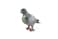 Papo - Hand Painted - Animal Figures - Piegon - 50295 - Wildlife - Collectible - For Children - Suitable For Boys And Girls - From 3 Years Old