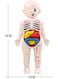 Generic 1 Set Popular Organ Models Child Toy Human Body Model Children's Puzzle Jigsaw Puzzles For Children Assembled Mannequin Plastic Childhood Child