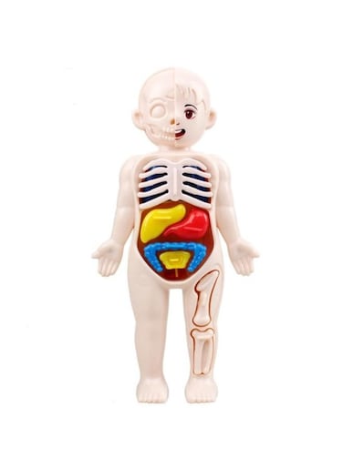 Generic 1 Set Popular Organ Models Child Toy Human Body Model Children's Puzzle Jigsaw Puzzles For Children Assembled Mannequin Plastic Childhood Child