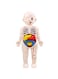 Generic 1 Set Popular Organ Models Child Toy Human Body Model Children's Puzzle Jigsaw Puzzles For Children Assembled Mannequin Plastic Childhood Child