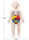 Generic DIY Assembled Steam Medical Children's Early Education Aids Primary School Students Science And Education Toys
