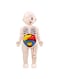 Generic DIY Assembled Steam Medical Children's Early Education Aids Primary School Students Science And Education Toys