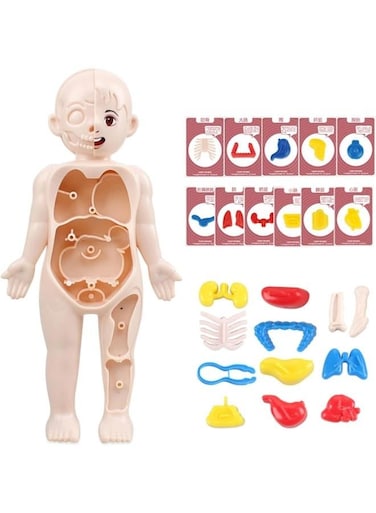 Generic DIY Assembled Steam Medical Children's Early Education Aids Primary School Students Science And Education Toys
