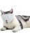 Azonee Cat Muzzle, Breathable Cat Mouth Protector, Soft Cat Muzzle, Anti-Bite and Anti-Meow, Cat Grooming Muzzle, Pet Breathable Anti-Bite Muzzle, Used for Cat Grooming, Bathing and Shaving(M)