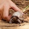 Schleich Giant Tortoise Small