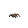 Schleich 14829 Tarantula Spider Play Figure