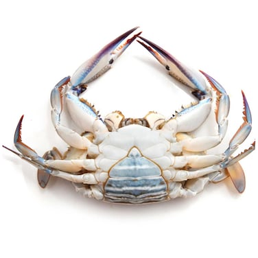 Fresh Female Blue Crab