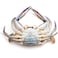 Fresh Female Blue Crab