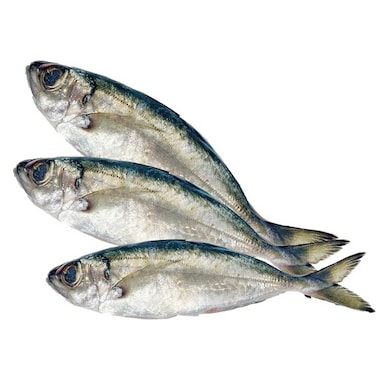 Fresh Big-Eye Mackerel