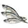 Fresh Big-Eye Mackerel