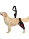 THE WHITE SHOP Dog Leg Brace Hind Legs Protector, Adjustable Protective Gear Dog for Back Leg Protects Wounds, Keeps The Joint Warm for ACL, Wounds, Heals, Prevents Injuries and Sprains from Arthritis
